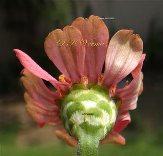 Involucre